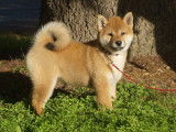 Un chiot Shiba Inu femelle fauve &agrave; c&eacute;der, LOF