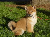 Un chiot Shiba Inu femelle fauve &agrave; c&eacute;der, LOF