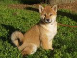 Un chiot Shiba Inu femelle fauve &agrave; c&eacute;der, LOF