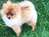 Loulou de pomeranie Spitz nain pomeranian
