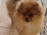 Loulou de pomeranie Spitz nain pomeranian
