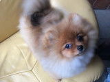 Loulou de pomeranie Spitz nain pomeranian