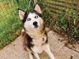 Une femelle Husky de Sibérie LOF