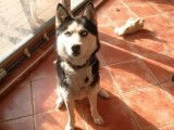Une femelle Husky de Sibérie LOF