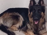 Donne chienne Altdeutsche Schaferhund adulte