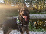 Donne chienne Altdeutsche Schaferhund adulte