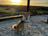 Femelle Shiba Inu pour saillie