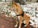 Femelle Shiba Inu pour saillie