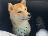 Femelle Shiba Inu pour saillie