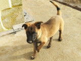 chiot photo