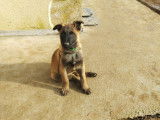 Chiot malinois