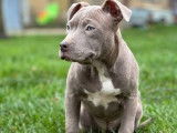 8 chiots American Staffordshire Terriers LOF à vendre