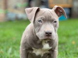 8 chiots American Staffordshire Terriers LOF à vendre