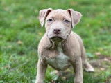 8 chiots American Staffordshire Terriers LOF à vendre