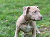 8 chiots American Staffordshire Terriers LOF à vendre