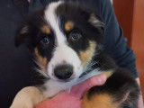 Chiot Border Collie