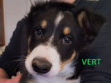 Chiot Border Collie