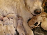 À réserver : 11 chiots Golden Retrievers LOF