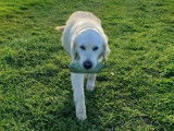 À réserver : 11 chiots Golden Retrievers LOF