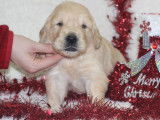 À réserver : des chiots Golden Retrievers LOF sable