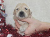 À réserver : des chiots Golden Retrievers LOF sable