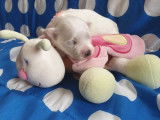 À réserver 3 chiots Bichons Maltais LOF