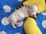 À réserver 3 chiots Bichons Maltais LOF