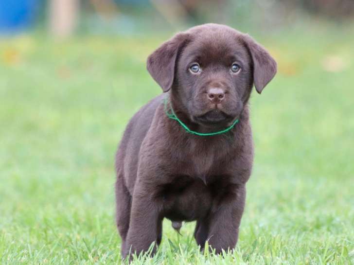 Disponibles à l’achat 3 chiots Labradors mâles LOF chocolat