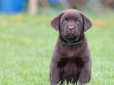 Disponibles à l’achat 3 chiots Labradors mâles LOF chocolat