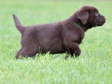 Disponibles à l’achat 3 chiots Labradors mâles LOF chocolat