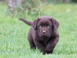 Disponibles à l’achat 3 chiots Labradors mâles LOF chocolat
