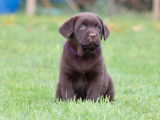 Disponibles à l’achat 3 chiots Labradors mâles LOF chocolat