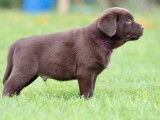 Disponibles à l’achat 3 chiots Labradors mâles LOF chocolat