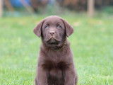 Disponibles à l’achat 3 chiots Labradors mâles LOF chocolat