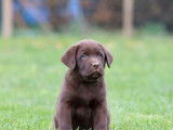 Disponibles à l’achat 3 chiots Labradors mâles LOF chocolat