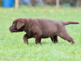 Disponibles à l’achat 3 chiots Labradors mâles LOF chocolat