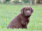 Disponibles à l’achat 3 chiots Labradors mâles LOF chocolat
