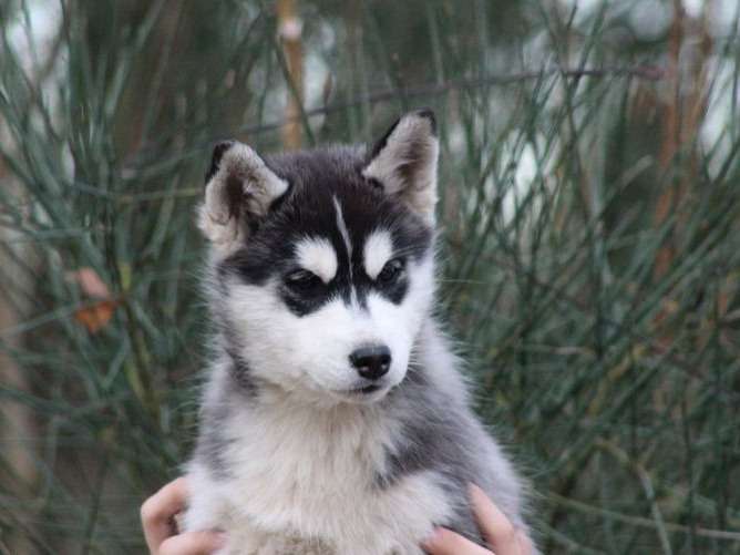 3 chiots Huskies de Sibérie noirs LOF à la vente