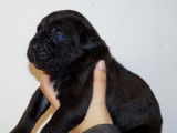 À réserver, chiots Cane Corso (LOF)
