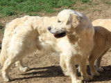 &Agrave; r&eacute;server, chiots Golden Retriever m&acirc;les beiges (LOF)