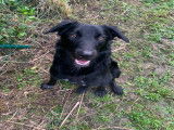 Donne Labrador croisé Border de 1 an