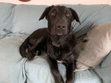Donne Labrador croisé Border de 1 an