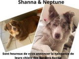 Chiots Border Aussie à vendre