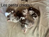 Chiots Border Aussie à vendre