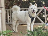 De race Akita Américain disponible pour saillie