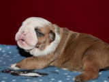 4 chiots Bulldogs Anglais LOF disponibles à la réservation