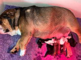 4 chiots Bulldogs Anglais LOF disponibles à la réservation