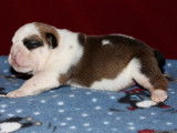 4 chiots Bulldogs Anglais LOF disponibles à la réservation