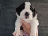 Réservation pour 8 chiots Saint-Bernards LOF