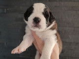 Réservation pour 8 chiots Saint-Bernards LOF